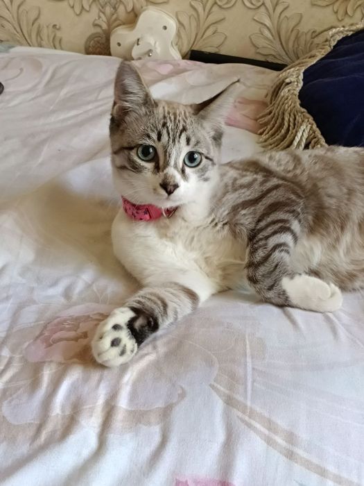 Продается кошка.