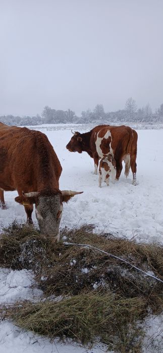 Vand vaci cu vitei langa ele