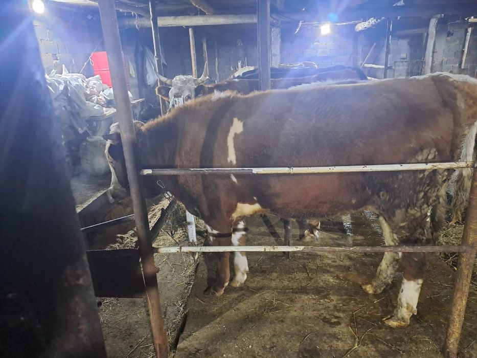 Дойная корова и Бык производитель