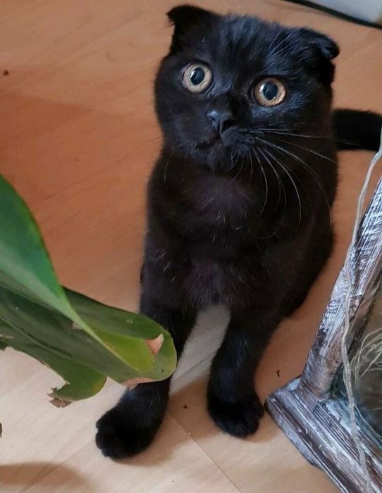 Scottish Fold mushuk