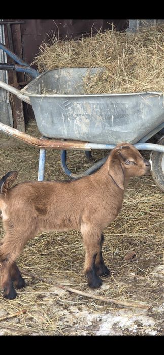 Vand iezi anglonubieni