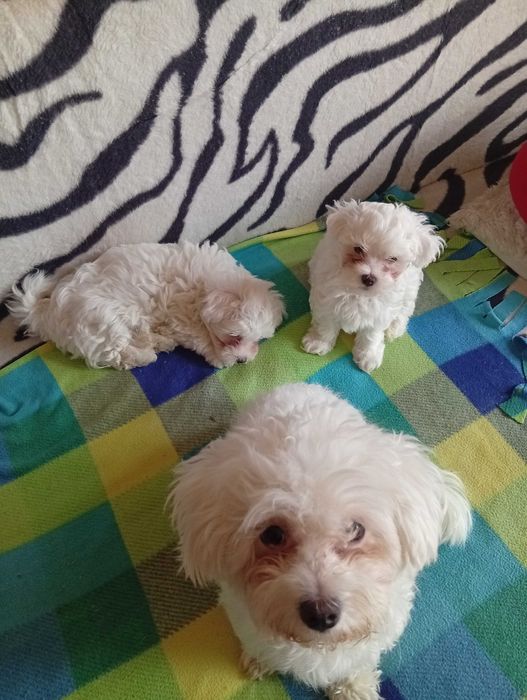 Bichoni maltezi activi