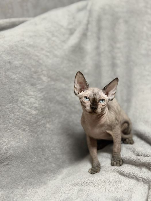 Продаются котята канадского сфинкса