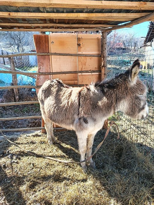 Magar de vanzare pret 10 milioane pret negociabil
