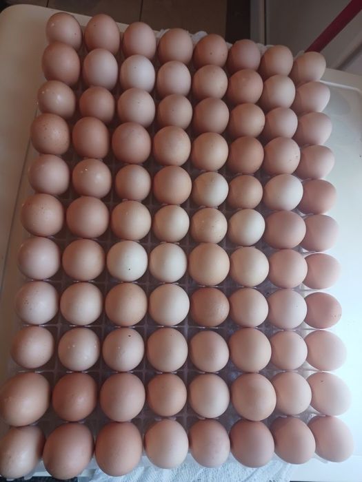 Oua de incubat rasa australorp