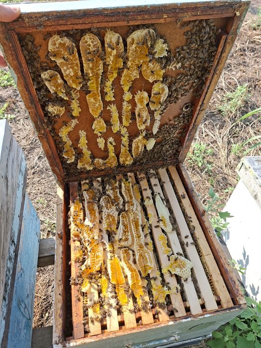 Matci regine carpatin F1 Bio