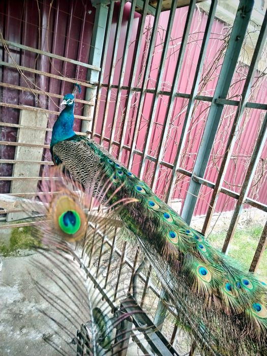 Продам павлина...