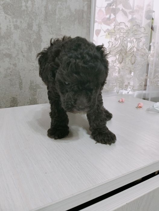 Собака милый друг