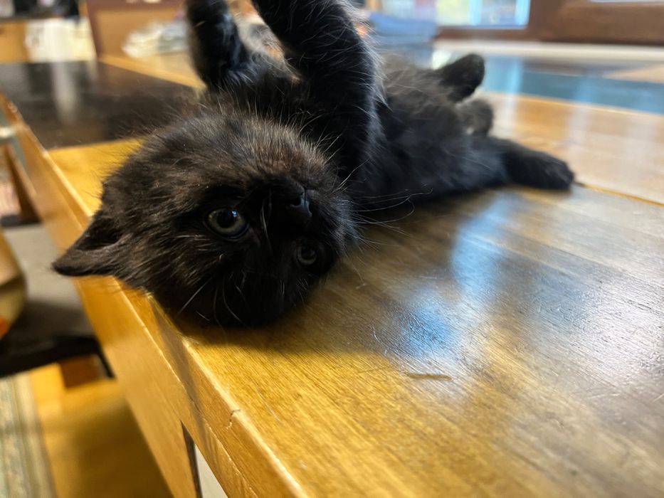 Коте търси своя дом
