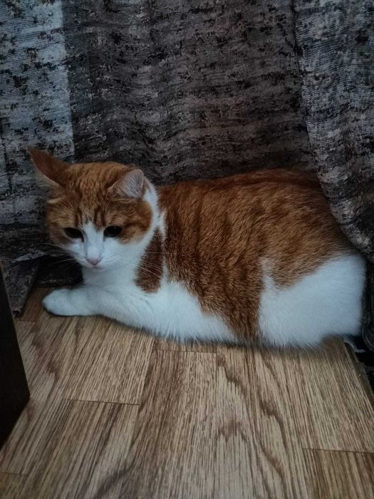 передержка кошек