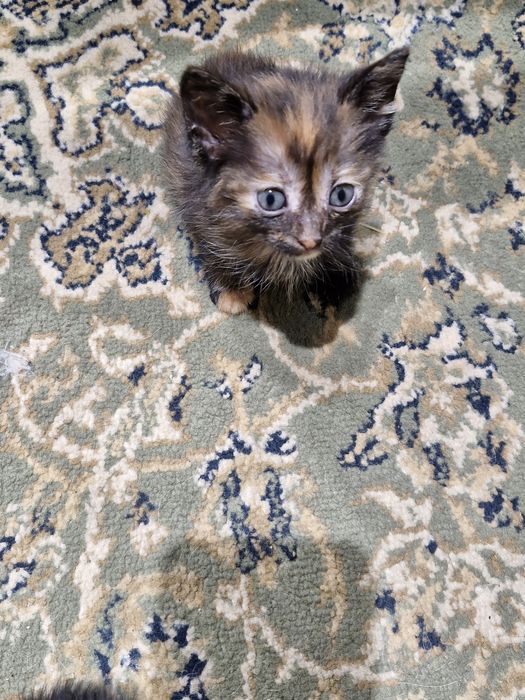 Отдам  котят в хорошие руки