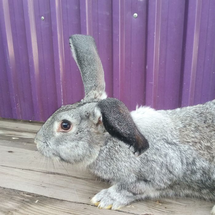 Кролики продам великаны