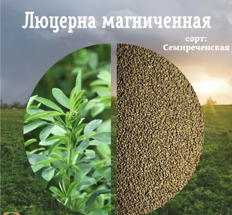 Продам семена люцерны.