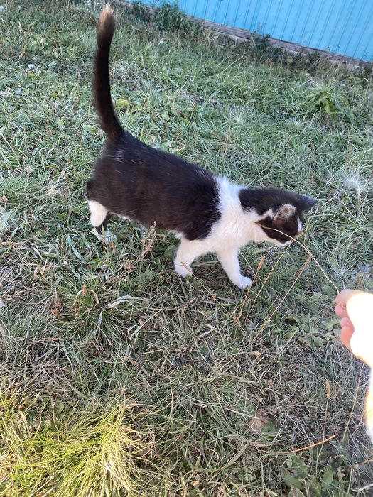 Котенок в добрые руки