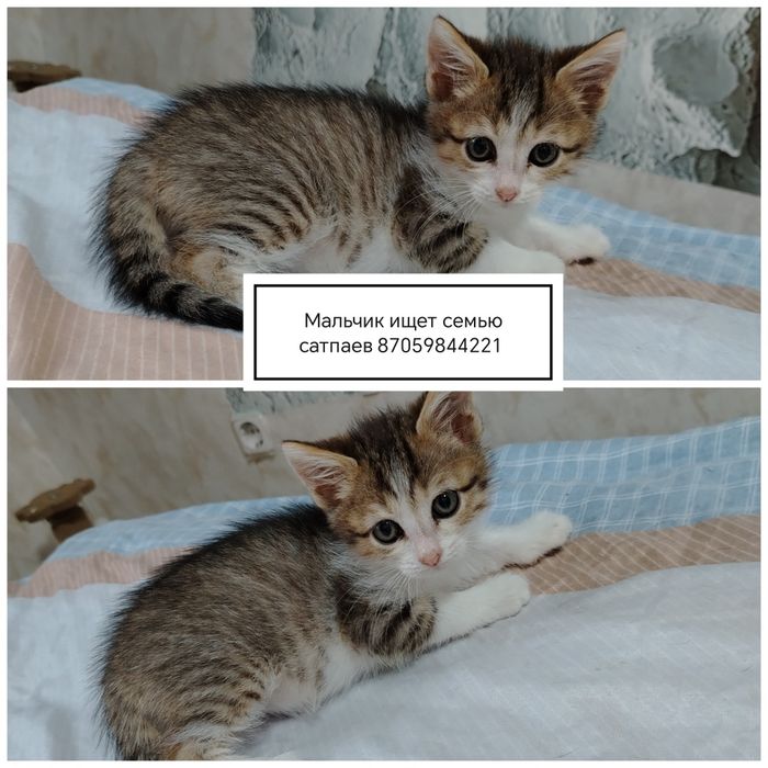 Отдам котят в добрые руки