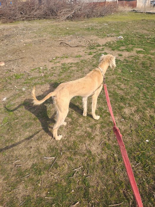 Еркек тазы сатылады