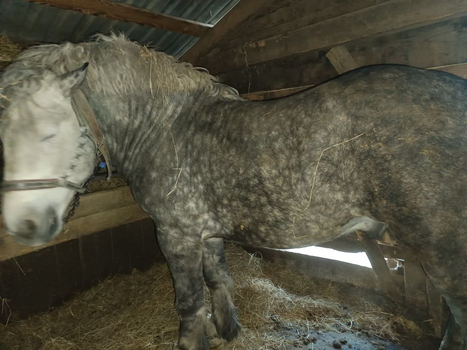 Vând o mânză de un an