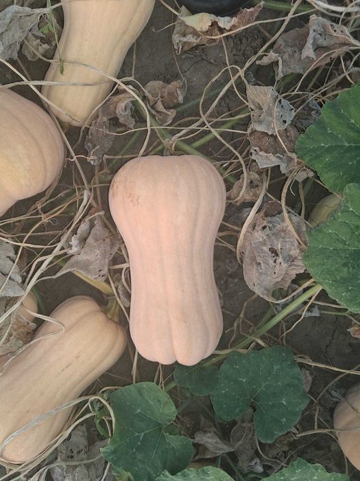 Dovleci Plăcintari