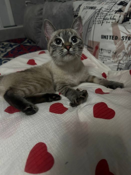 Сиамская кошка 1