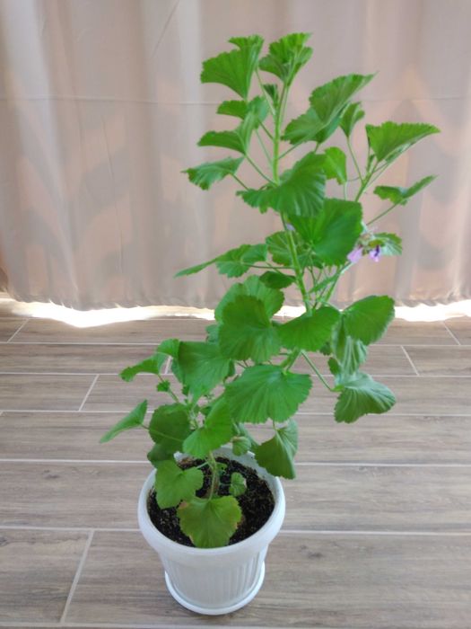 Резници на мушкато,сакъзче, налба, 1 бр. за 0,90ст, различни цветове