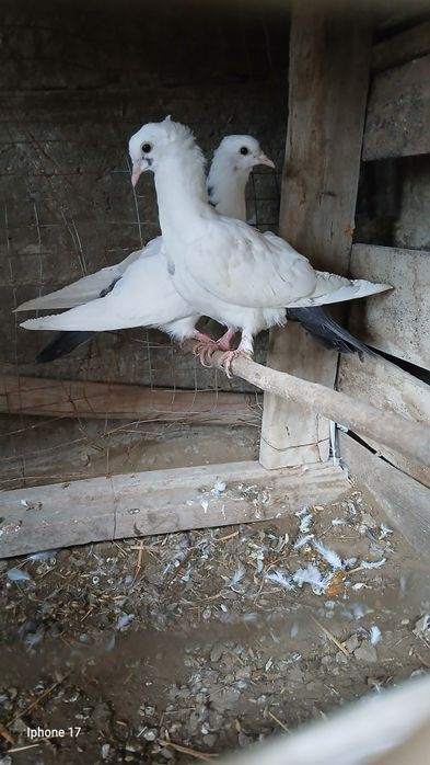 Kabutar sotiladi 2 dona