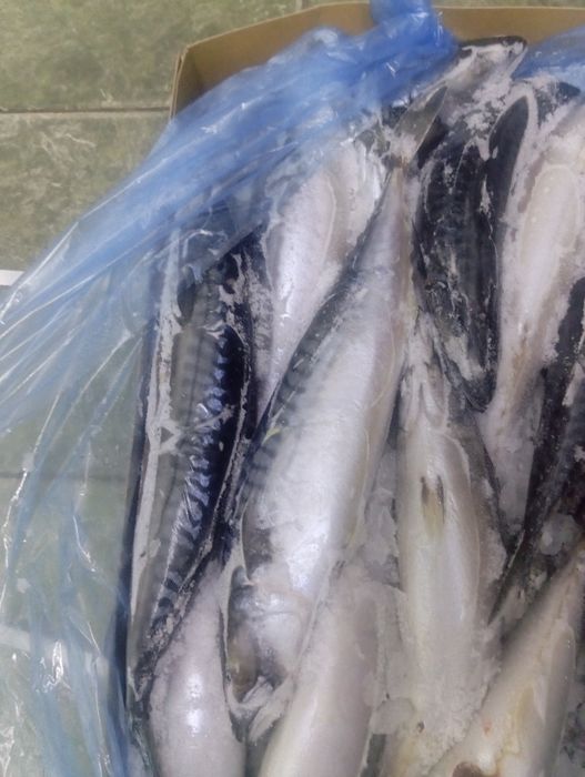 Скумбрия Исландия