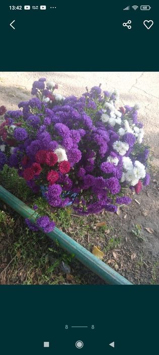 Садовые растения  , цветы