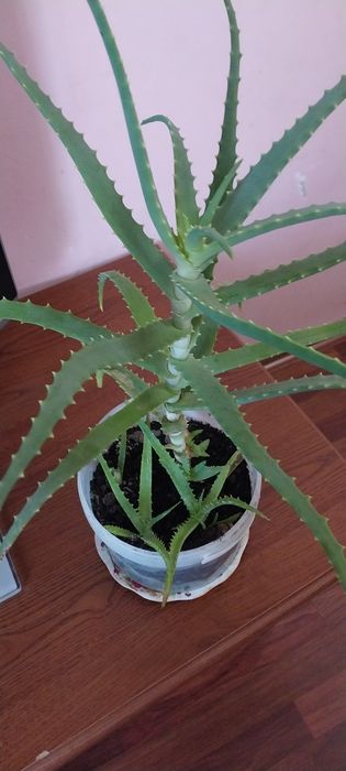 Алоэ столетник лечебные