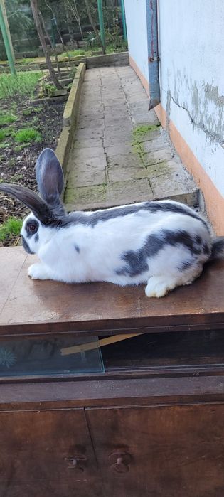 Зайци немска пеперуда