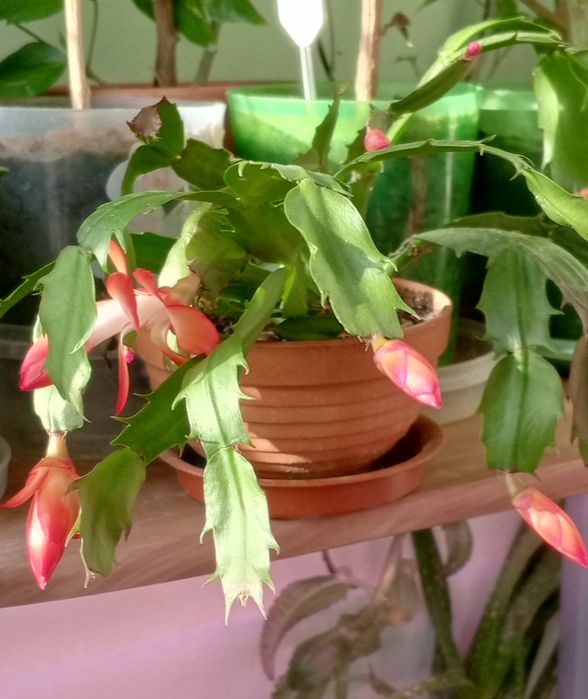 Продам кактус декабрист