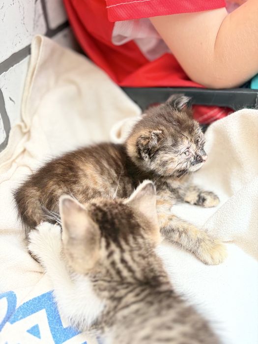 Вислаухая котенок в добрые руки