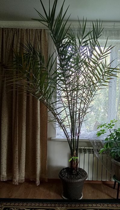 Пальма финиковая живая