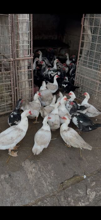 Oua de rata si de gaina