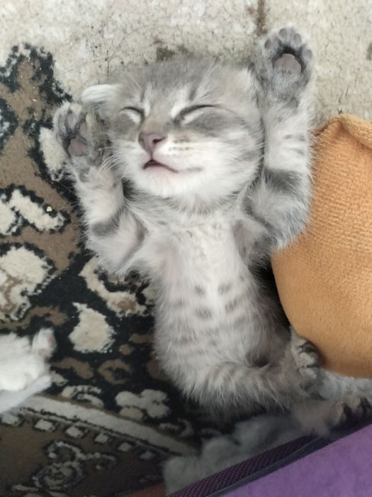Отдам котят в добрые руки