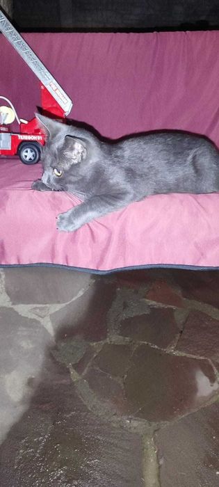 Молодой котик Барсик ищет добрых хозяев