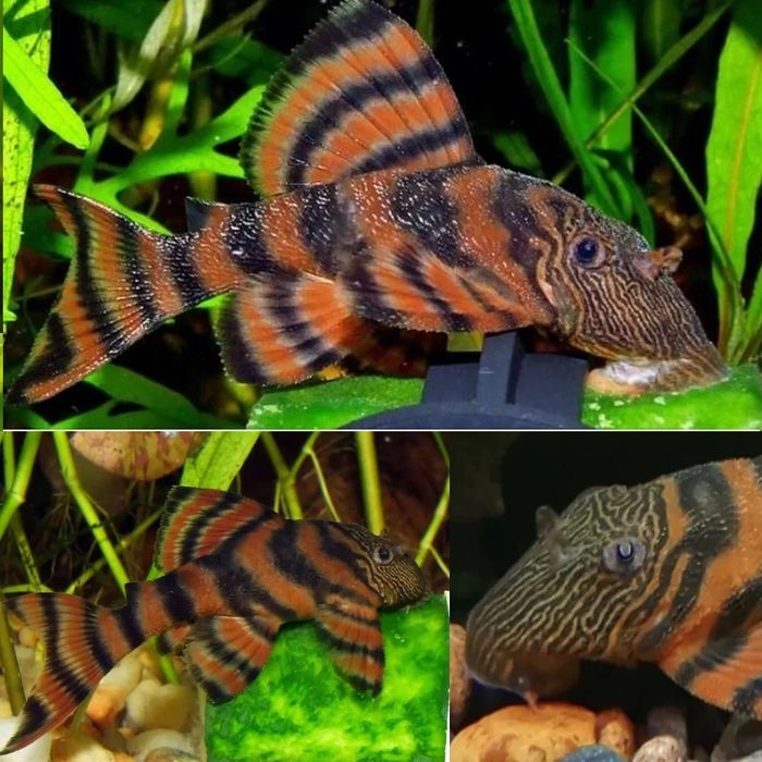 Tanganika : Julidochromis transcriptus