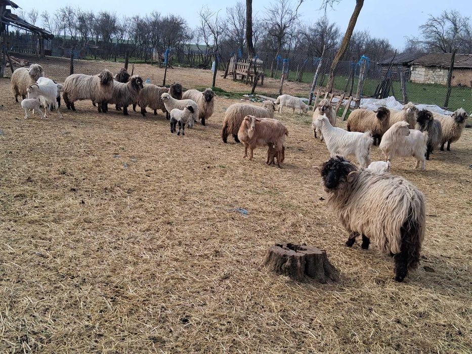 Oi de vanzare toate o data cu mei