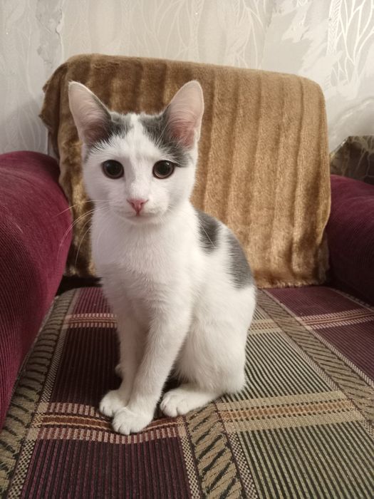 Красивая кошечка 1000тг