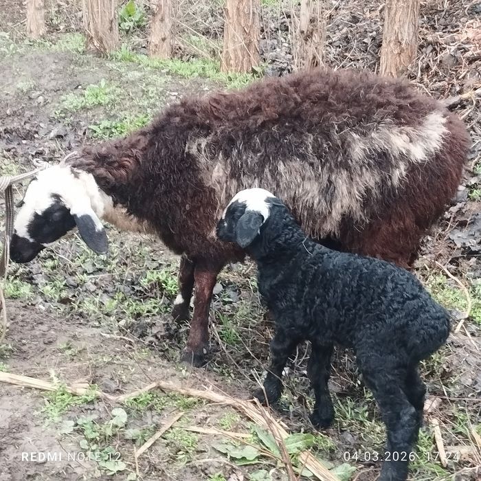 Куй ва кузилар сотилади еб ичиши зур