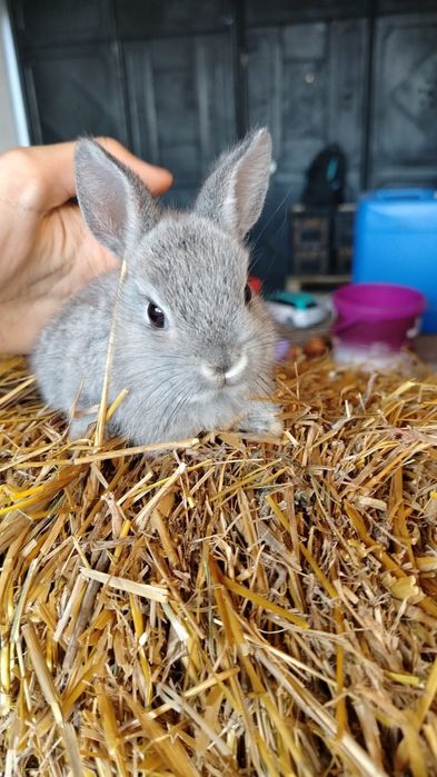 Iepuri pitici urgent trimit în Arad și Timiș!!!