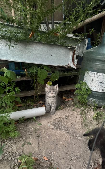 продам котят!!красивые