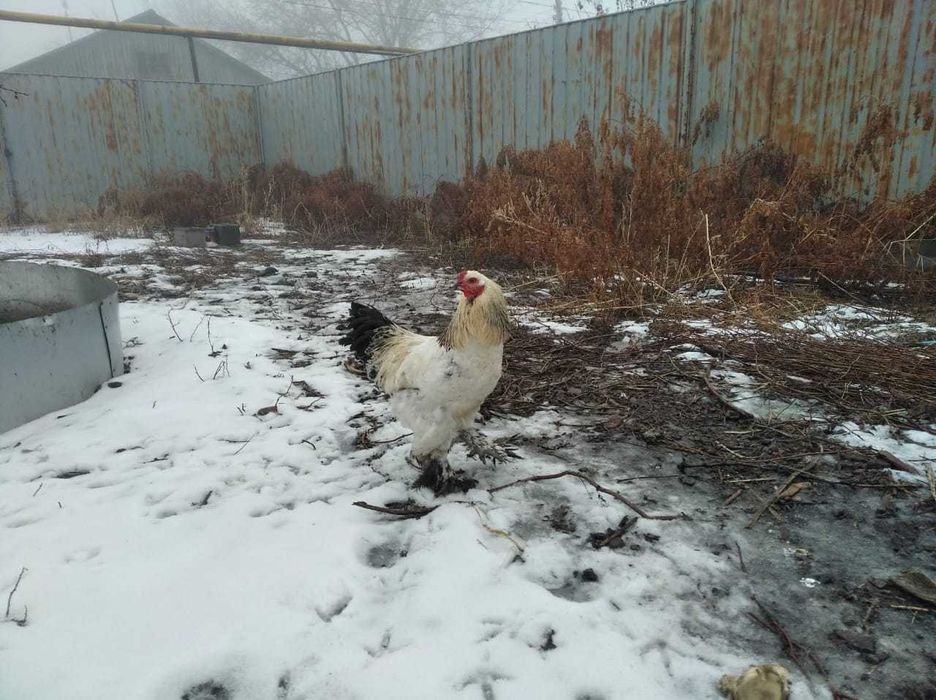 СРОЧНО! Продам петухов полубрама