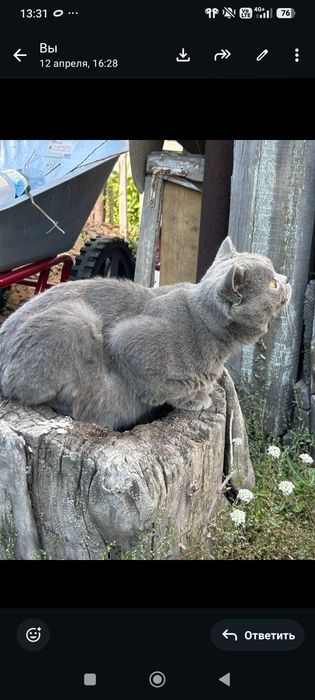 Чистокровные британцы