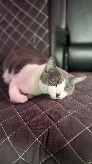 Отдам даром кошку