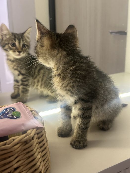 Отдам котёнка бесплатно