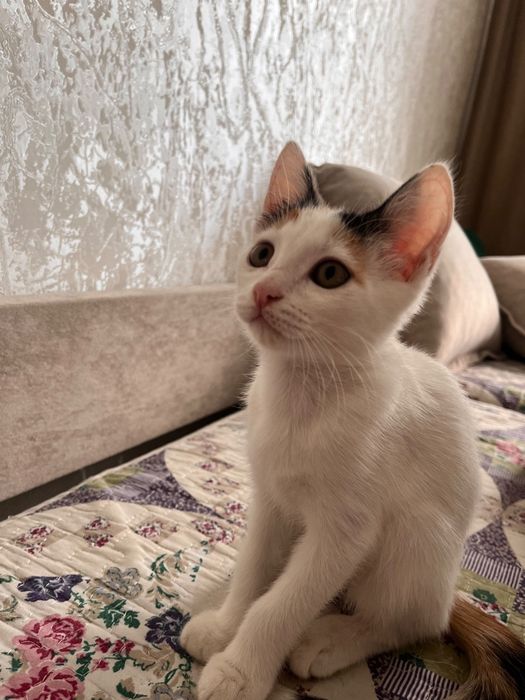 Отдам даром кошек