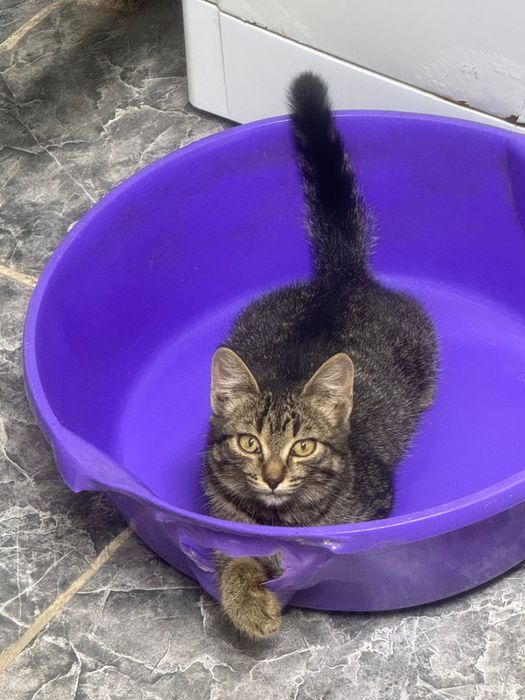 Кошка стерелизованная