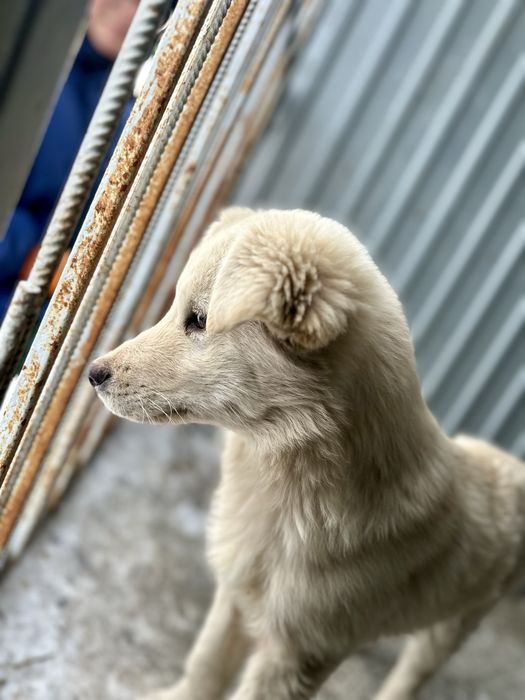 Отдам щенка, мальчик