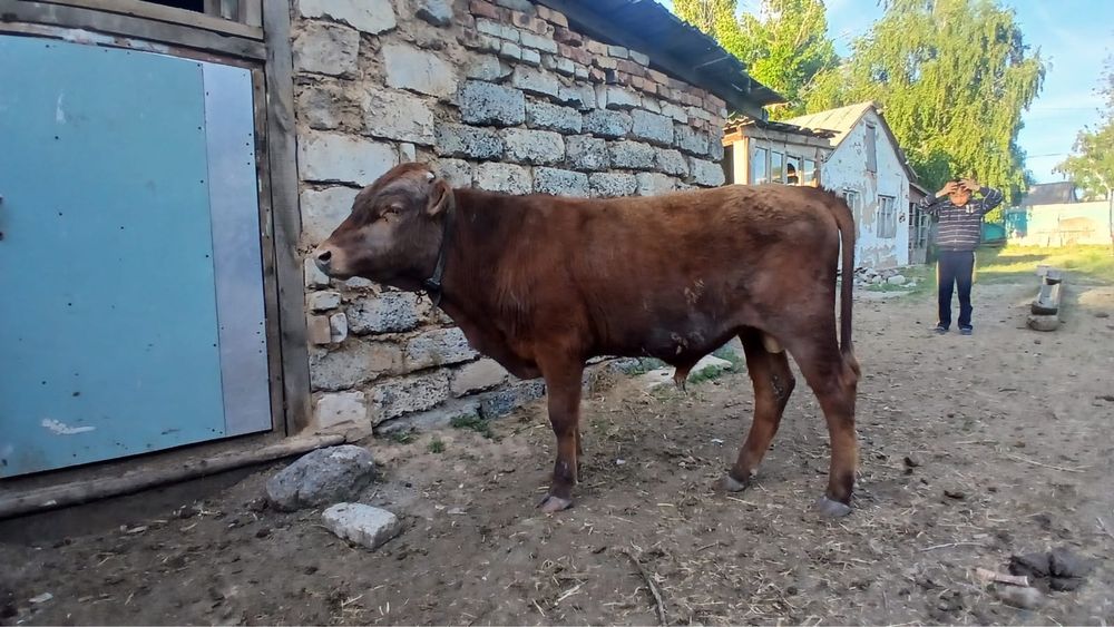Бұзаулы сиыр , бұқа 2 жылдық сатылады