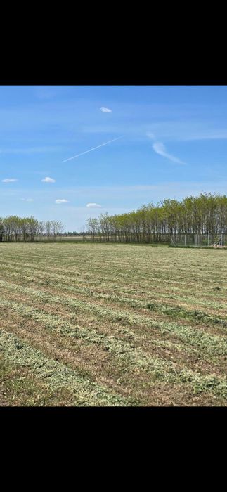 Baloti Rotunzi: Lucerna